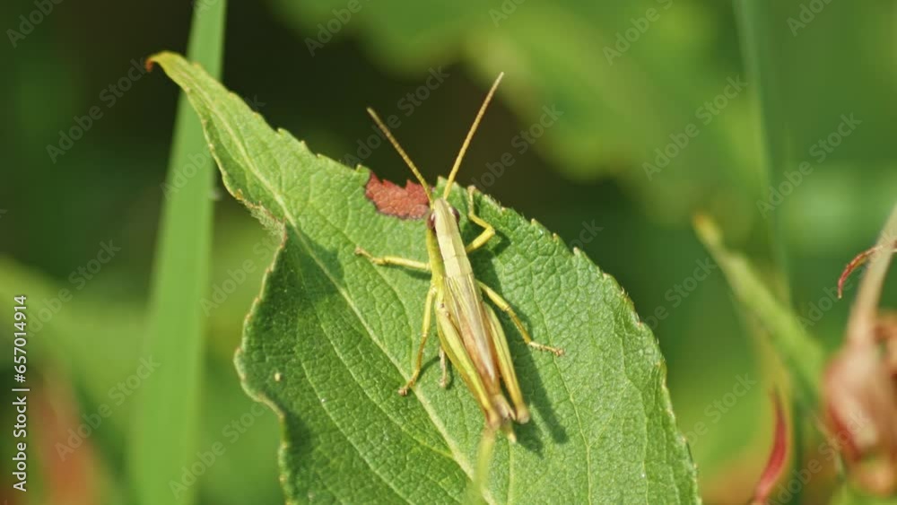 Small Grasshopper sitting On The Green Leaf Of a Plant and playing on Its legs. - close-up macro shot. Small Grasshopper sitting On The Green Leaf Of a Plant and playing on Its legs. - close-up macro shot.