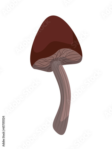 Forest fairy wild boletus mushroom with a brown cap.