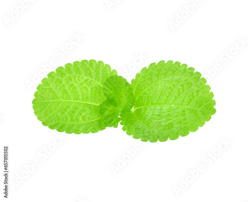 growing fresh green mint. close-up transparent png