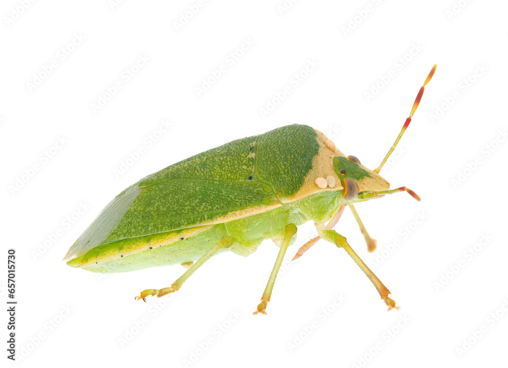 Obraz premium Southern green stink bug adult isolated on white background, Nezara viridula