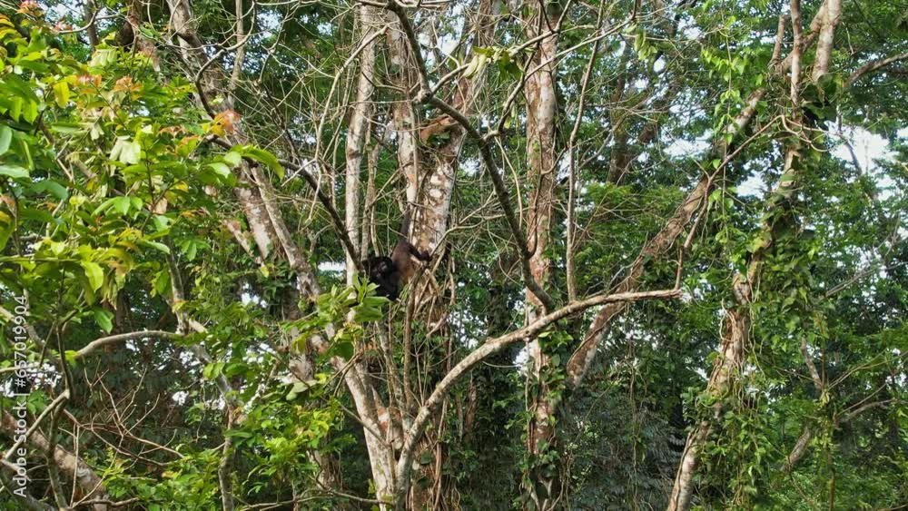 Spider monkeys (Ateles geoffroyi) leap across Costa Rican branches. Spider monkeys (Ateles geoffroyi) leap across Costa Rican branches.
