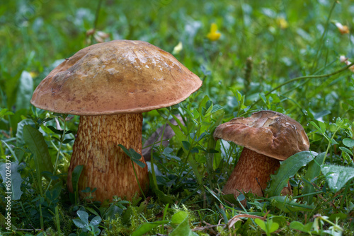 Edible mushroom Suillellus luridus in the grass. Known as Lurid Bolete or Kovara. Two wild mushrooms in forest meadow.