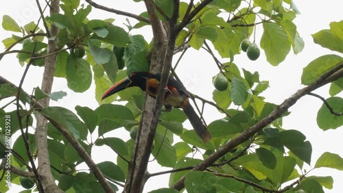 Vibrant toucan rests on a lush tree branch. photo