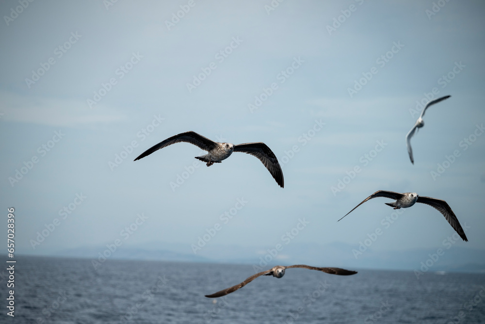 Möwen im Flug Möwen im Flug