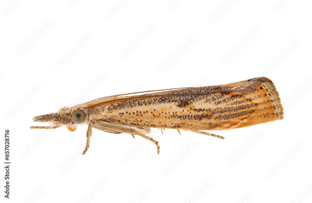 Elbow-striped grass-veneer moth isolated on white background, Agriphila geniculea Elbow-striped grass-veneer moth isolated on white background, Agriphila geniculea