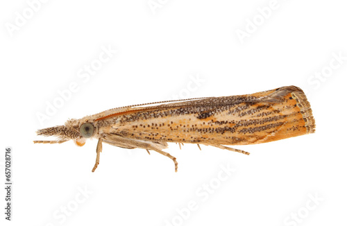 Elbow-striped grass-veneer moth isolated on white background, Agriphila geniculea