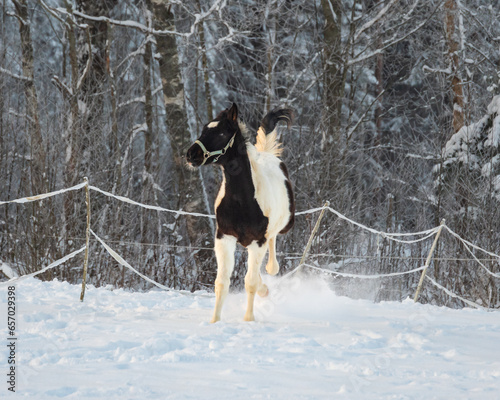 Pinto foal galloping through the snowy field photo