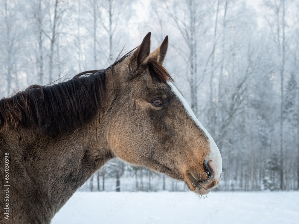 Portrait of dun horse in snowy field. White and frosty forest in the background
Portrait of dun horse in snowy field. White and frosty forest in the background