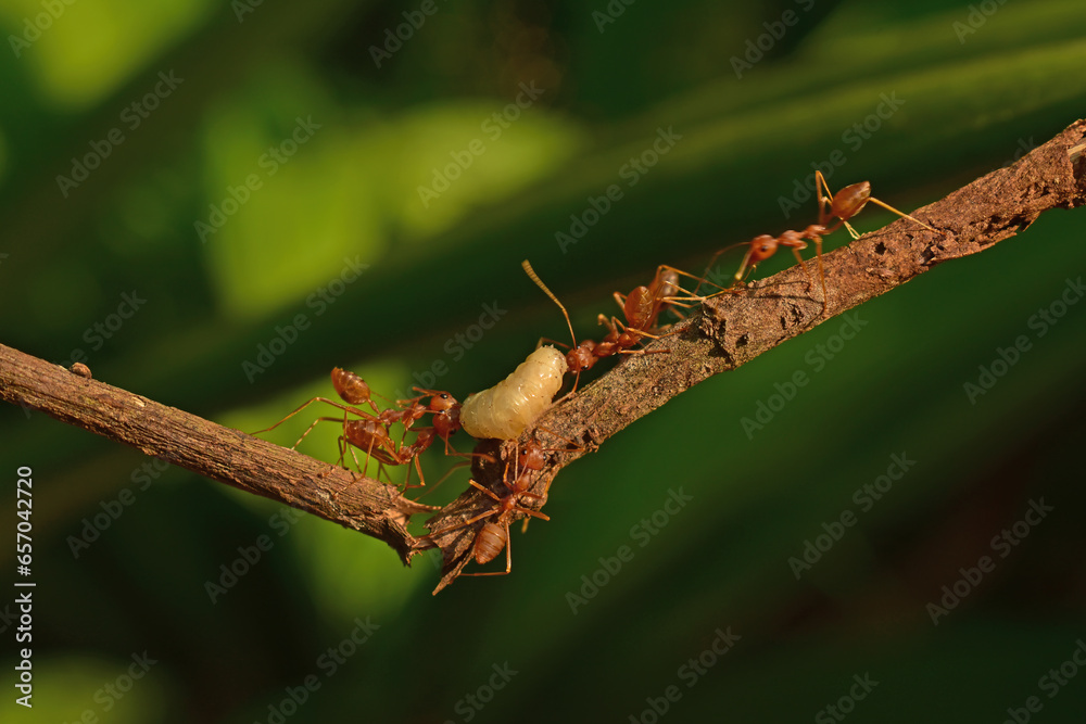 photo of red ants working together to bring white maggots photo of red ants working together to bring white maggots