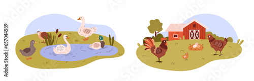 Cute farm poultry duck and chicken family cartoon vector illustrations set, country or wild animal for food, agriculture