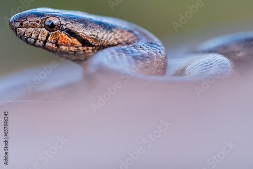 Snake with dark spots and curled round while raising head photo