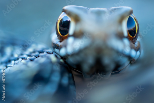 Close-up of Malpolon monspessulanus snake looking at camera photo