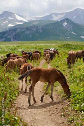 A young foal with a herd of horses grazes in alpine meadows near mountain peaks.