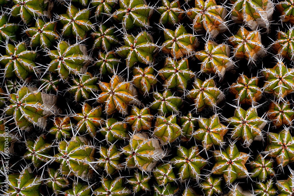 Bunch of prickly cactuses Bunch of prickly cactuses