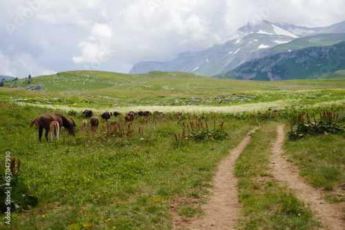 A picturesque road through a mountain plateau with grazing horses.