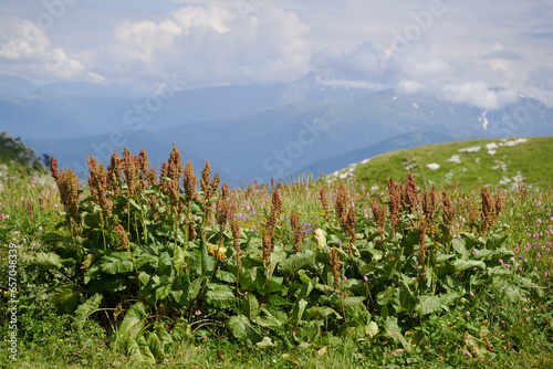Green succulent bushes of horse sorrel against the backdrop of the mountains.