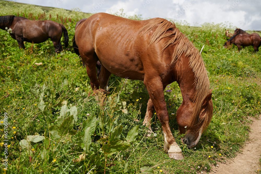 A beautiful, strong stallion grazes among the alpine meadows with a herd. A beautiful, strong stallion grazes among the alpine meadows with a herd.