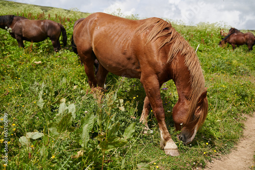 A beautiful, strong stallion grazes among the alpine meadows with a herd.