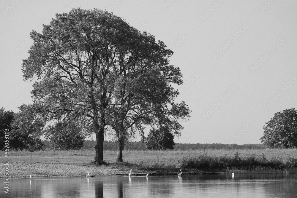 Herons at the lake 09