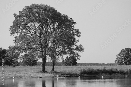 Herons at the lake 09