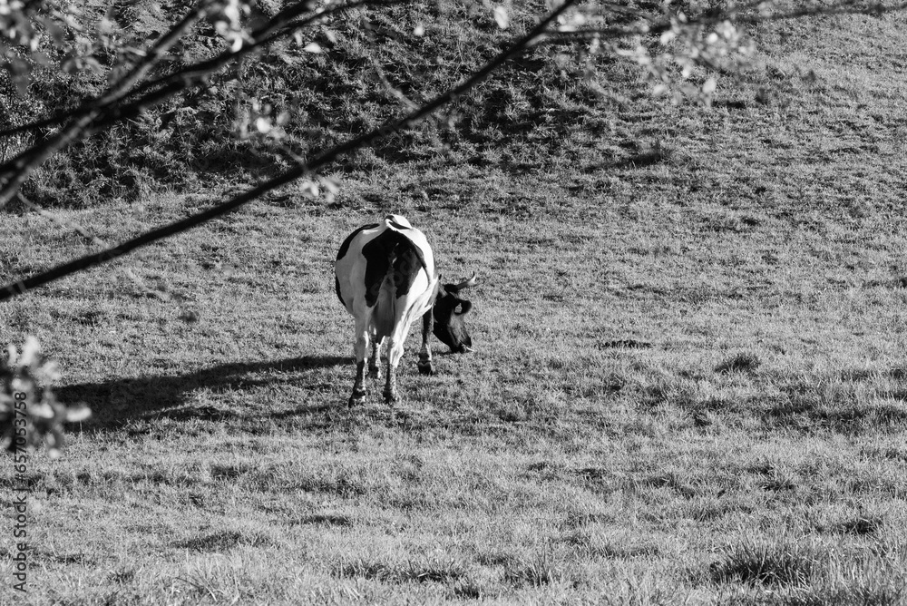 Black Cow 05