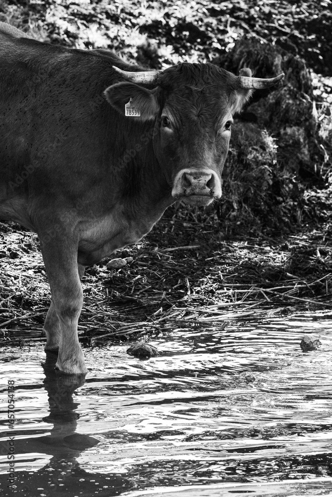 Black Cow 07 - obrazy, fototapety, plakaty 