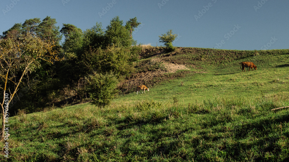 Cows at pasture 04