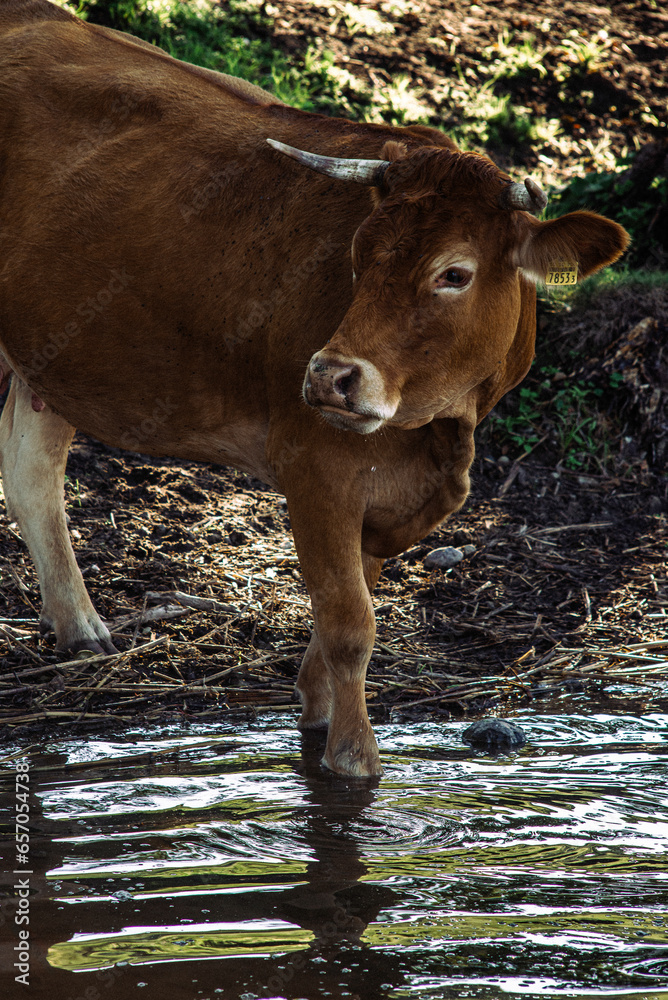 Cow at the lake