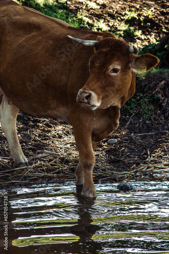 Obraz na płótnie Cow at the lake w salonie