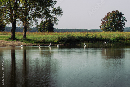 Obraz na płótnie Herons at the lake 05 w salonie