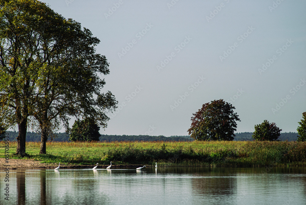 Herons at the lake 01