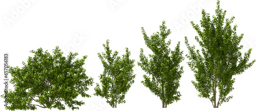 tree, pithecellobium dulce, hq, arch viz, cutout plant 3d render photo