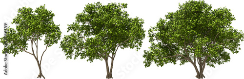tree  buddha nut tree  hq  arch viz  cutout plant 3d render