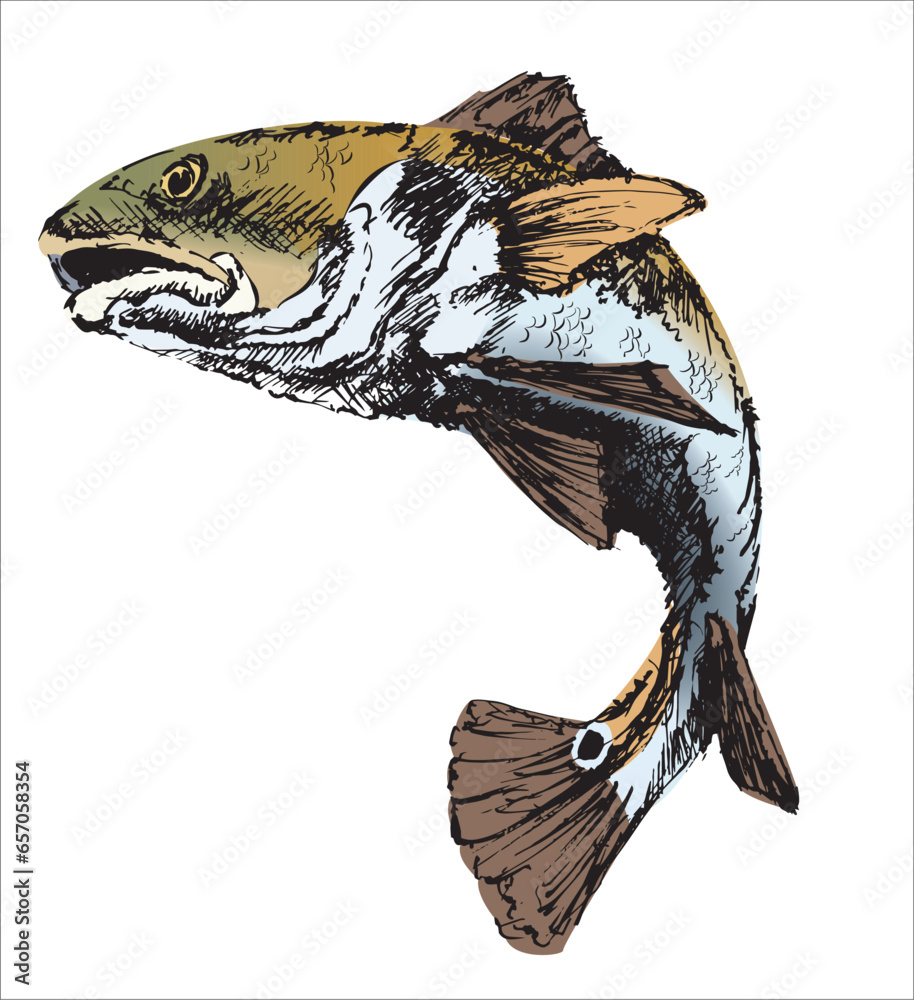 Redfish vintage style vector graphic isolated on white background. Red