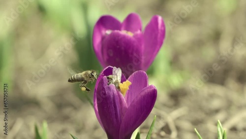 Several small bees collecting nectar from blooming crocuses