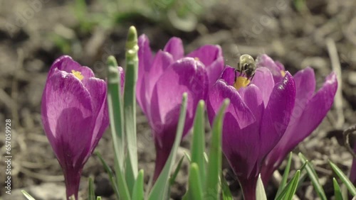 Purple crocus flowering with honey bee collecting pollen