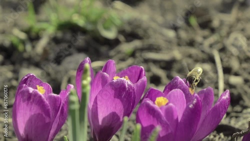 Tiny honey bee touching yellow pollen on blooming crocus flowers