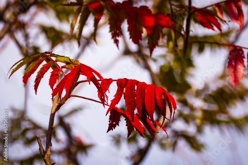 Autumn coloured red leaves of Rhus typhina, the staghorn sumac photo