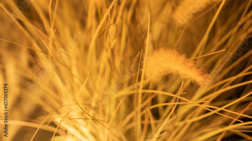 Dry fluffy flowers bouquet lit by golden light closeup. Simple windflowers bunch with thin twigs and spikes in room. Natural decorative element for cozy domestic atmosphere creation