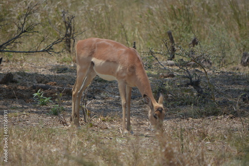 A thin Impala buck seeking fer something to eat in the dry grass African bush veld,Limpopo,South Africa.