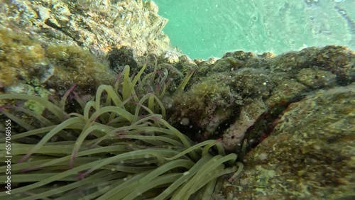 Sea anemones among marine rocks photo