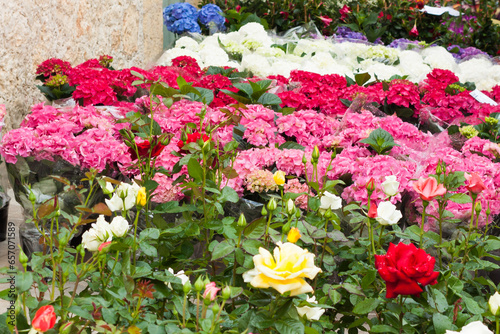 Colorful flowers (roses, hydrangeas...) for sale on "Costitx en Flor" (Costitx in bloom) Flower Fair, Majorca, Spain