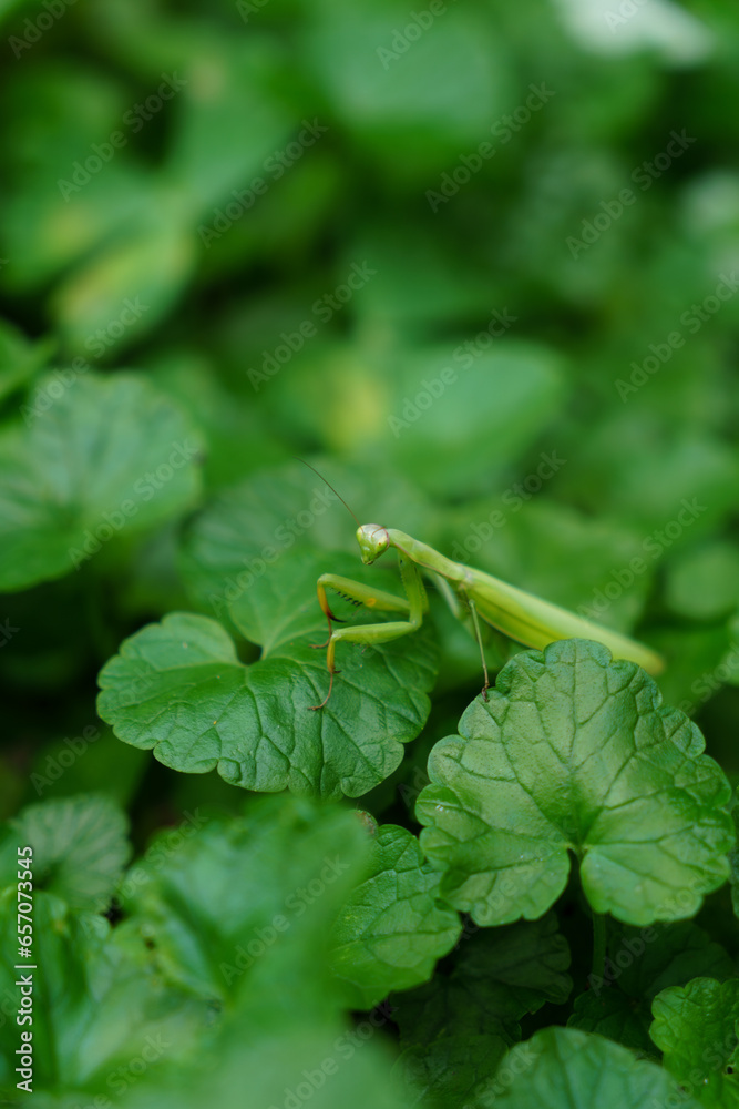 custom made wallpaper toronto digitalThe praying mantis sits on a green plant.