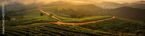 Sunset view of a Brazilian coffee plantation at