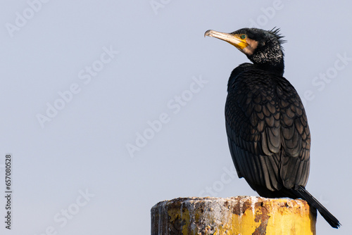 Kormoran