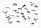 Siberian crane flying