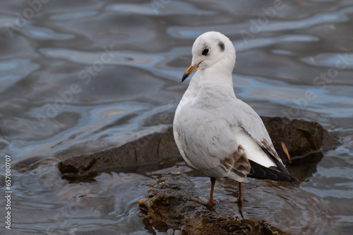 Möve