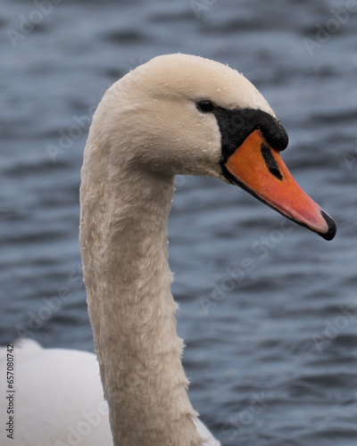 Schwan