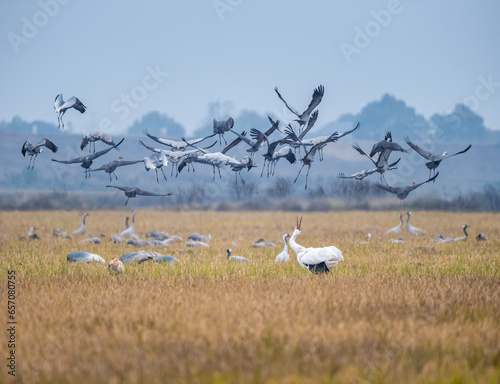 winter field view of migratory birds photo
