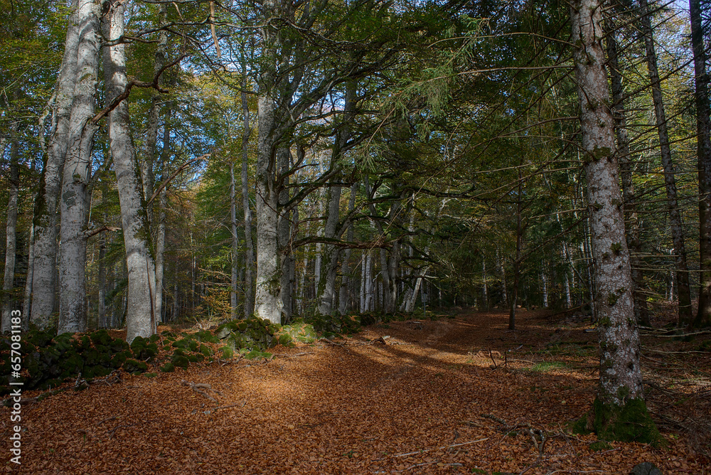 View of the Allagnat (Ceyssat) forest paths in autumn, Puy-de Dome, Auvergne, France View of the Allagnat (Ceyssat) forest paths in autumn, Puy-de Dome, Auvergne, France
